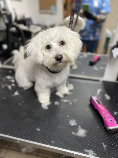 Happy Dog Salon strzyżenie i pielęgnacja zwierząt Mariola Poręba / Kursy groomerskie